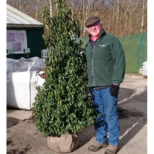 Portuguese Laurel 60/90cm Root Ball (Prunus lusitanica) | ScotPlants Direct